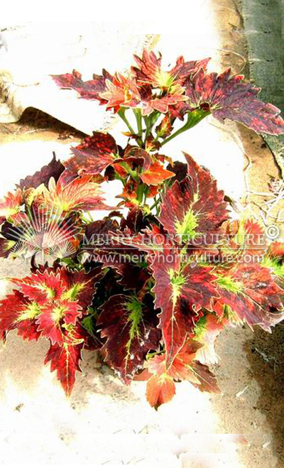 coleus red spp